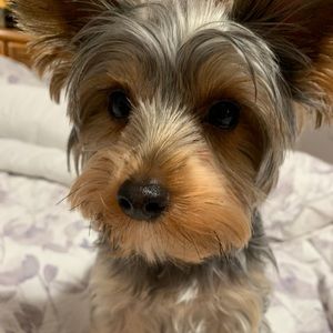 Meet your Posher, Joe